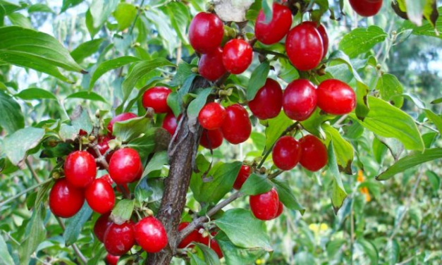 Kultivimi i thanave, risitë fitimprurëse nga frutat medicinale