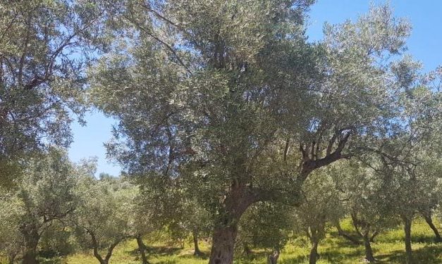 AZHBR mbështet 37 investime të reja në ullishtari duke shtuar mbjelljet në 1349 ha tokë