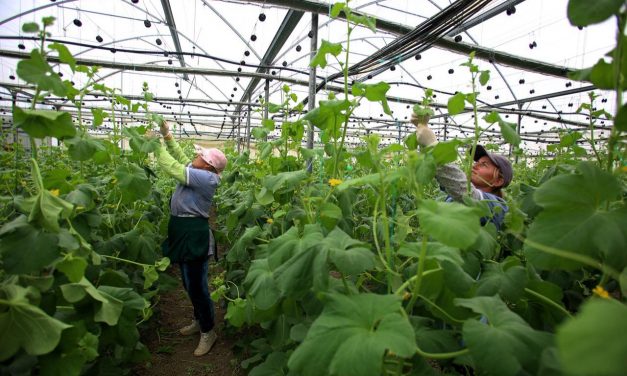Hapat që ndiqen nga fermerët për aplikimin me zero dokumente në e-Albania për Skemat e Mbështetjes