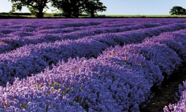 AZHBR, mbështet 36 investime në 18 bashki në sektorin e bimëve mjekësore