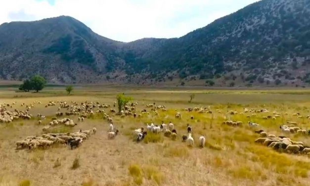 Ekonomi/ Skema mbështetëse në ndihmë të sektorit të blegtorisë