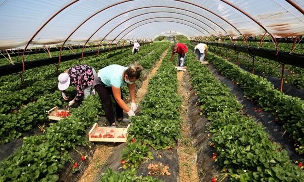 USAID në Shqipëri/ Financon për 31 agrobiznese në pronësi të grave