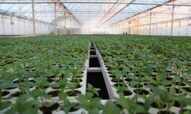 Nisin aplikimet më 15 mars, për Skemat Kombëtare të Mbështetjes për Bujqësinë 2021