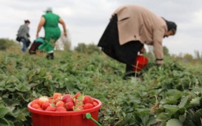 Eksportet e bujqësisë shqiptare: Kërkohet rritje e prodhimit për tregje europiane