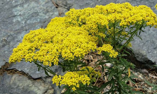 Bima që pastron tokën nga metali i dëmshëm