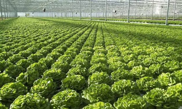 Skema Kombëtare e mbështetjes në Bujqësi/ Mbi 12 mijë aplikime në dy javët e para të thirrjes