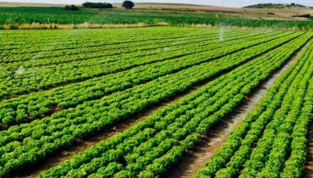 Bujqësia arriti 19.3% të PBB në vitin 2020