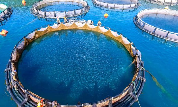 Eksportet e peshkut u rritën me 3,4 milionë