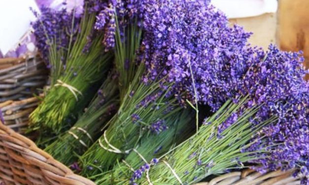 Bimët mjekësore aromatike pjesë e skemës për subvencionim të fermerëve