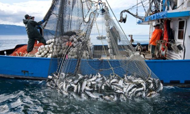 Investimet dhe eksportet në rritje në industrinë e peshkimit