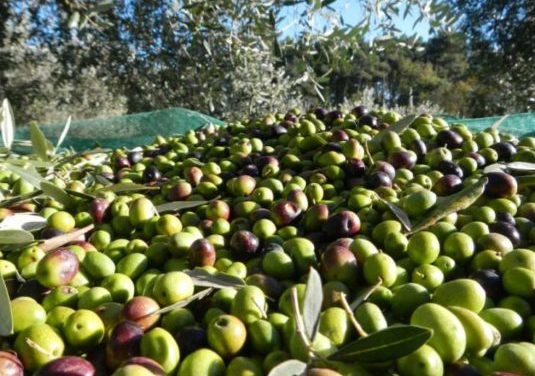 IPARD III/ Përpunuesit e ullirit mbështetje për investime