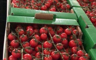 Pika moderne grumbullimi e fruta-perimeve në Berat