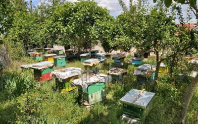 Përfitues mbi 4 mijë bletarë nga Skema Kombëtare