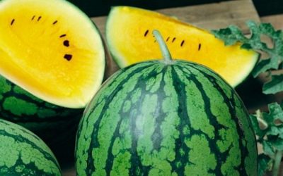 Fruti shqiptar më unik, shalqini i verdhë i Divjakës