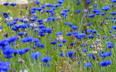 Bima me fuqi të jashtëzakonshme medicinale