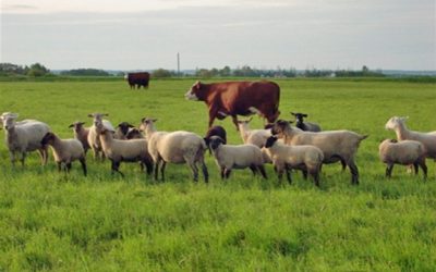 Përkeqësohet blegtoria, bie numri i gjedhëve, dhenve, dhive dhe prodhimi i qumështit më 2020