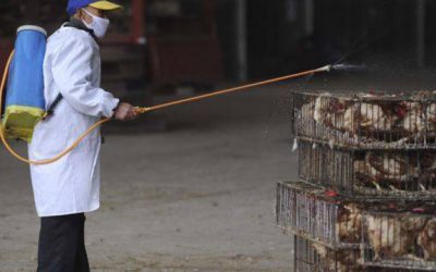 Janë konfirmuar vatrat e para të gripit të shpendëve në vend.