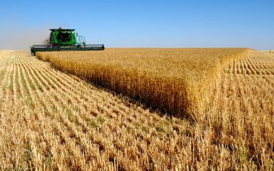 Aplikimet për subvencionet e grurit mbulojnë deri tani 40% të mbjellave me grurë