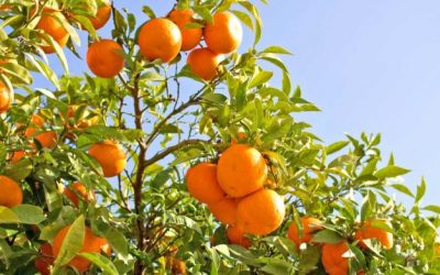 Shqipëria një nga prodhueset kryesore për agrumet