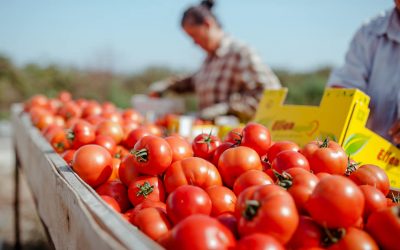 Prodhimet bujqësore zënë vendin e gjashtë në listën e eksporteve