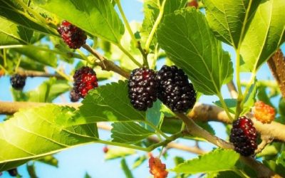 Një thesar shijesh dhe vlerash që përftohen nga gjethet e manave