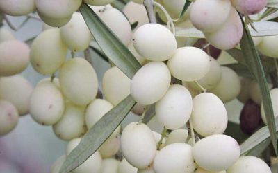 Ullinj të bardhë/ Ku ndodhet pema unike dhe antike që i prodhon?!