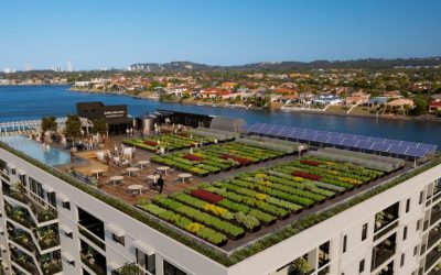 E ardhmja e bujqësisë ‘urbane’: Kopshte fruta-perimesh mbi tarracat e ndërtesave