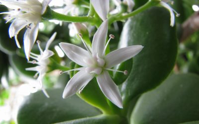 Tre bimët shtëpiake më të lehta për tu rritur