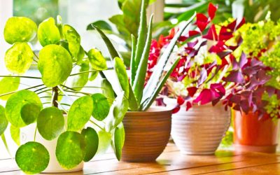 Si të zgjidhni lulet dhe bimët për cdo ambient