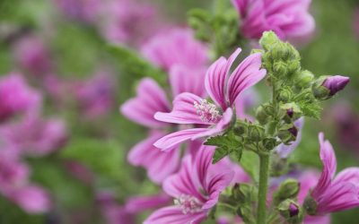 Si Të Mbillni Mëllagën Në Kushtet e Shtëpisë