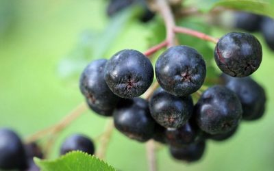 Aronia, fruti me i shendetshem ne bote!