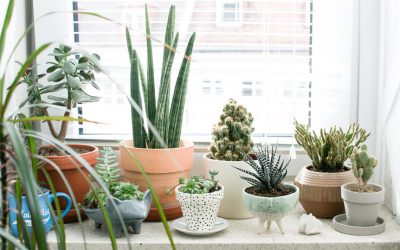 Këto janë arsyet pse rekomandohet mbajtja e bimëve në shtëpi