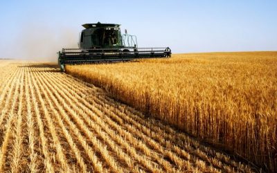 Rama thirrje fermerëve: 30 mijë lekë për çdo hektarë grurë, aplikoni te e-Albania nga data