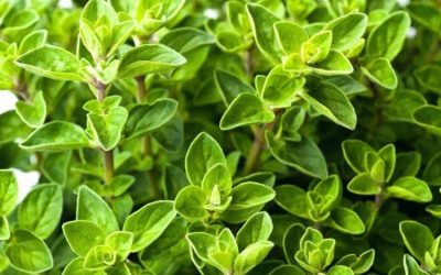 Rigoni Turk – Karakteristkat Dhe Kujdesi Që Duhet Të Tregoni Në Rast Kultivimi