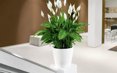 Zambaku i paqes: Gabimi i madh që bëjnë pronarët kur kujdesen për bimën e njohur