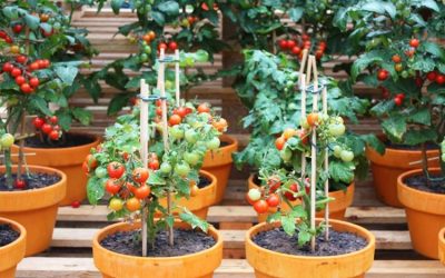 Rendesia e Domates per shendetin e zemres