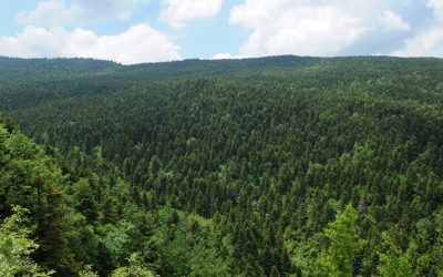 Bredhi i Hotovës – Oazi Natyror i Jugut të Shqipërisë