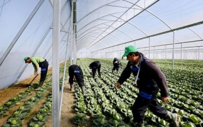 Bujqësia, në sfidë për konkurrueshmërinë e çmimet – “Tregu rajonal dhe dixhitalizimi, kyç për uljen e kostove dhe integrimin”