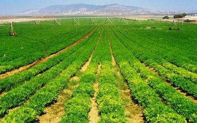 Sindikata e Fermerëve, kundër paketës fiskale; Të mbjellat kanë rënë me 30%, kërkesat për të nxitur prodhimin vendas