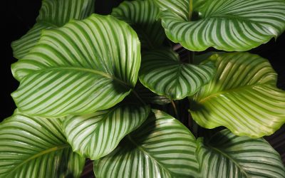 Tri lule shtëpie që nuk e pëlqejnë shumë dimrin: Si të mbijetojnë deri në pranverë?