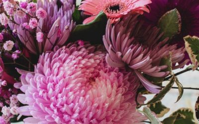 Si të ruani lulet dahlia për pranverë: Gjashtë hapa që duhet bërë para ngricave të para