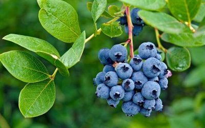 Boronica Dhe Dëllinja – Bimët Medicinale Më Të Preferuarat Në Tregje