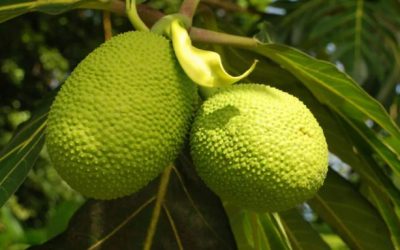 “Pema e bukes” – Ndryshimet klimatike sjellin ‘ushqimin e se ardhmes’ nga ky frut alternativ!