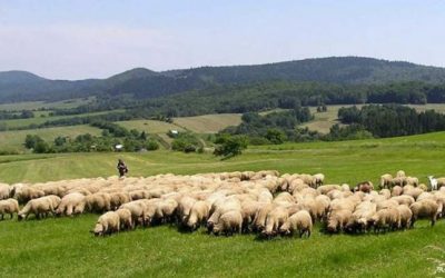 Mbarështimi i bagëtive, në rënie – Mbështetja me subvencione nuk jep efektin e pritshëm. Shifra më e ulët në 5 vjet