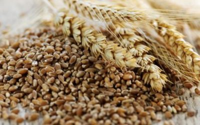 Konfliktet në Ukrainë ndikojnë tek gruri – Shqetësimet e ndërprerjes së furnizimeve rrisin ndjeshëm çmimin në bursë