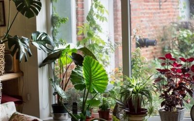 Nga drita deri tek sasia e ujit që duan; Ja disa këshilla thelbësore rreth kujdesit të bimëve dhe luleve