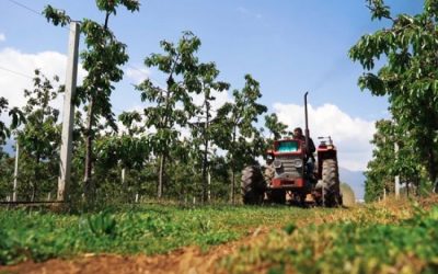 Bujqësia braktiset nga bankat