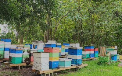 Shqipëria përgatit skemën e sigurimit edhe për bletët!