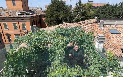 Vreshti më i vogël ne botë shet një shishe vere për shifrën marramendëse