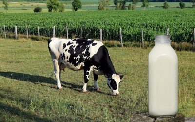 Ministrja e Bujqësisë : Bie me 5 %  prodhimi i mishit dhe qumështit